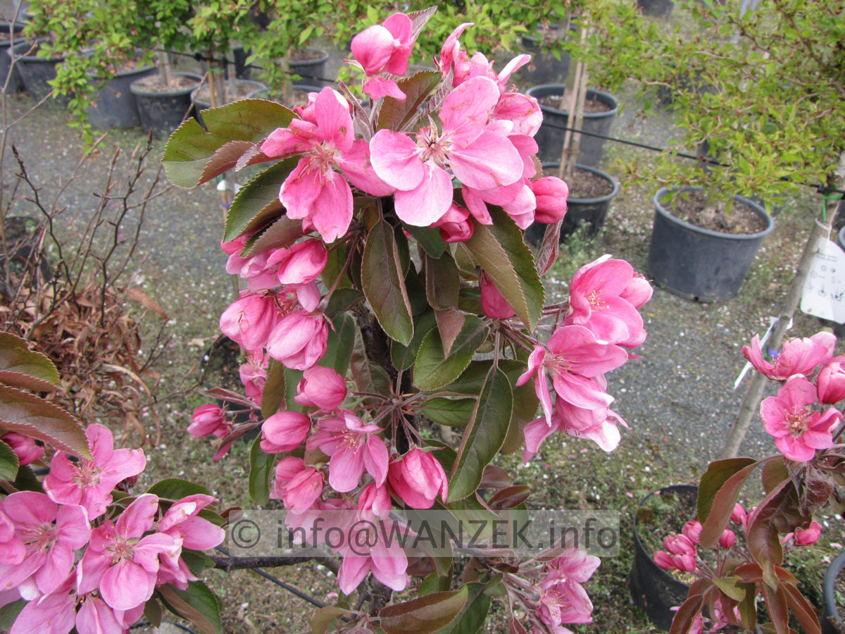 Malus  Roter Zwerg Blueten 01.JPG